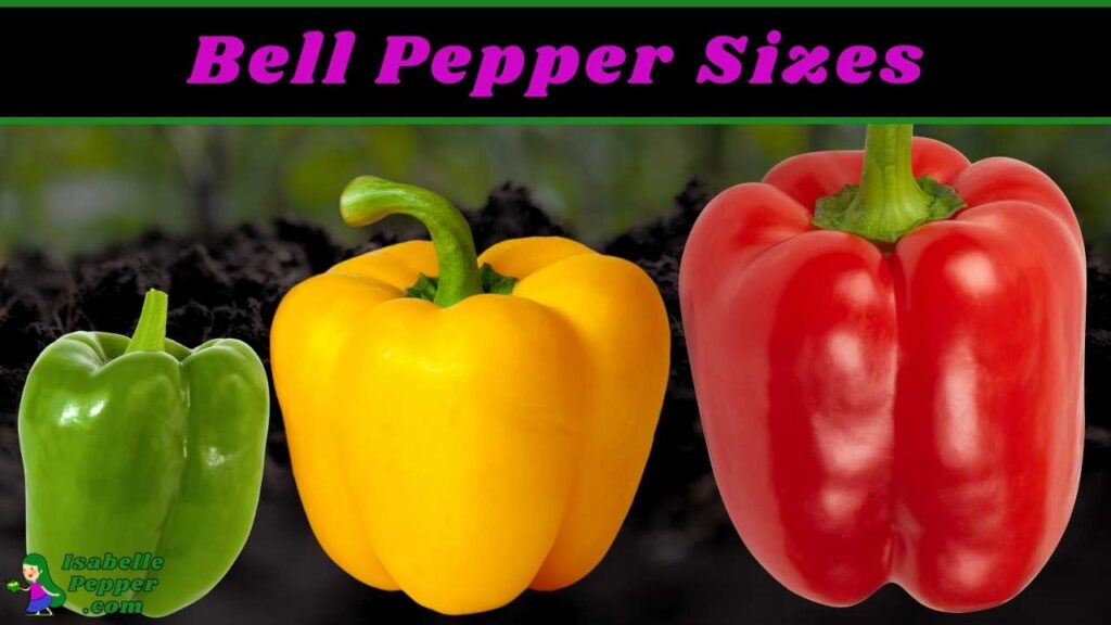 How Big do Bell Peppers Get