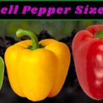 How Big do Bell Peppers Get