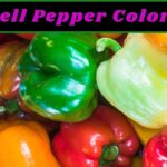 What is the Difference Between the Different Color Bell Peppers