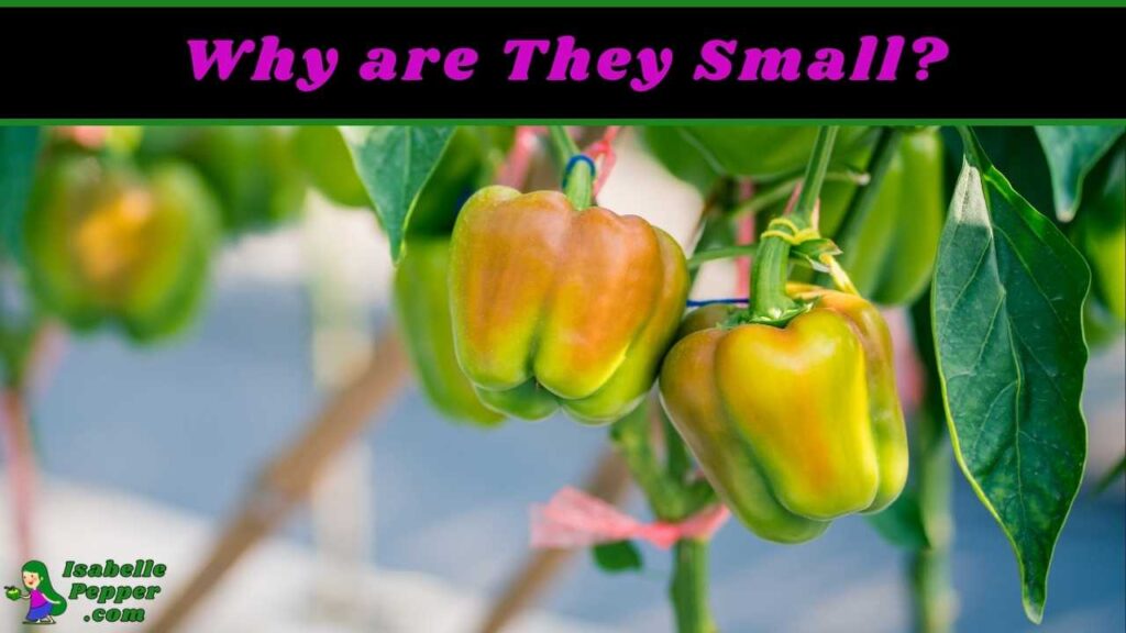 Why are Home Grown Bell Peppers so Small