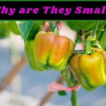Why are Home Grown Bell Peppers so Small